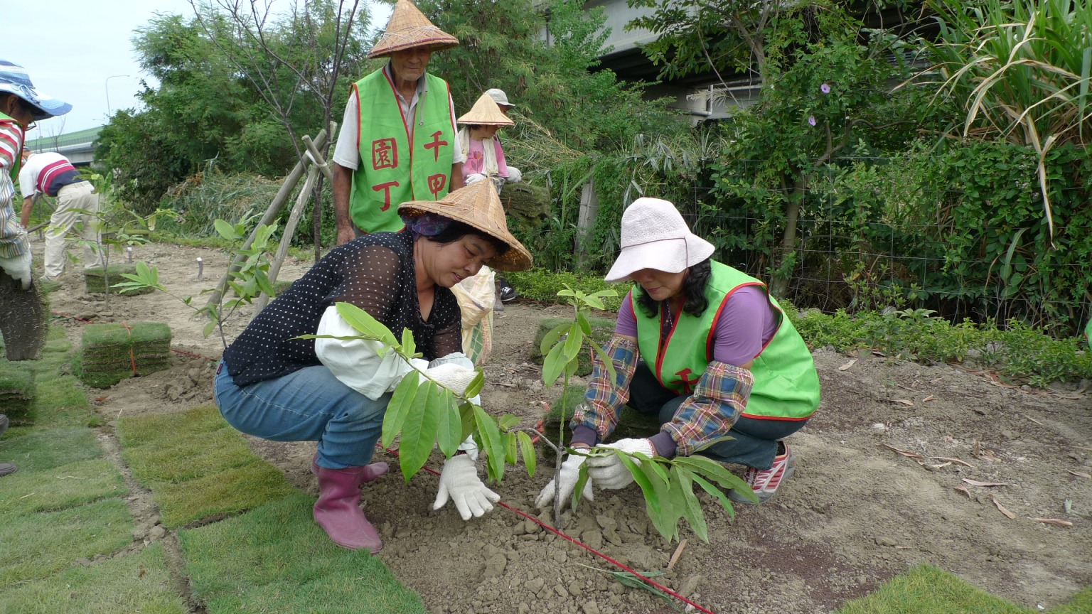 千甲里里民一同植入台灣黑檀幼株